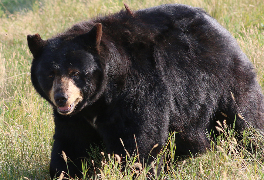 American Black Bear