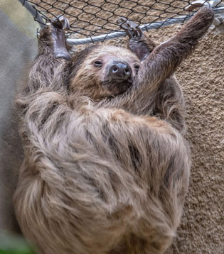 Southern two-toed Sloth - San Francisco Zoo & Gardens