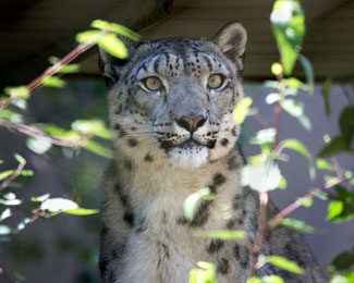 snow-leopard-2