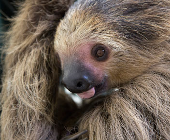 Adopt-a-Sloth - San Francisco Zoo & Gardens