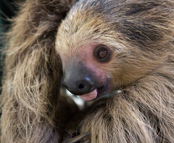 southern-sloth