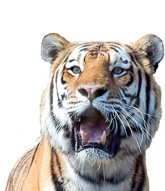 tiger-cutout