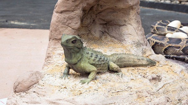 tuatara