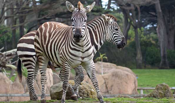 zebra1-595x350