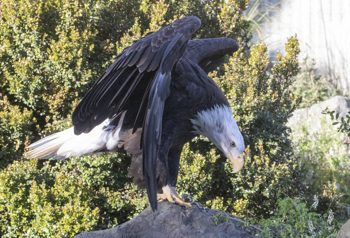 young bald eagle facts