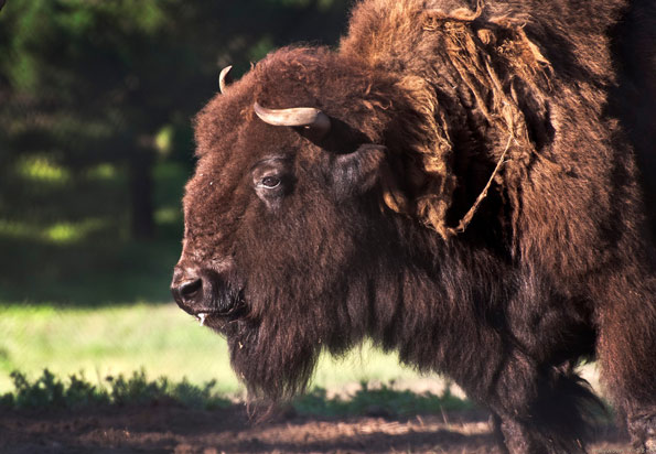 Newbison