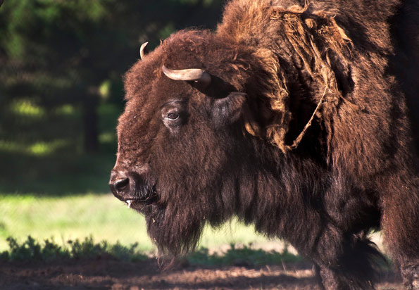 Historic sites: Gate Park Bison | Francisco Zoo & Gardens