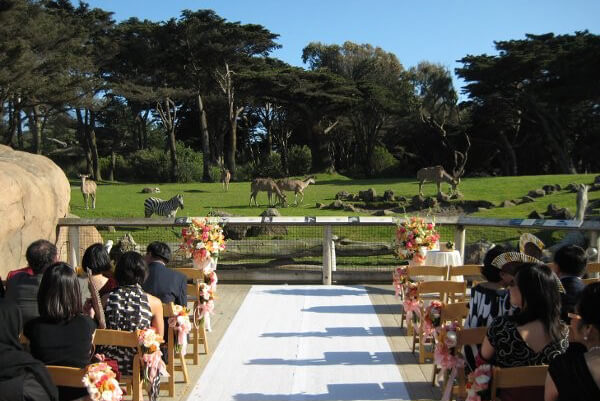 Savanna 1