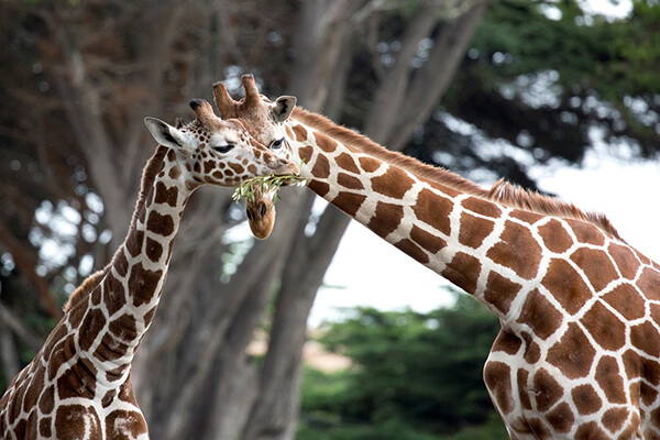Special-Zoo-Tours