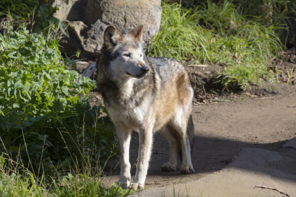 IMG_7482edited1MexicanGrayWolfBowie_resize