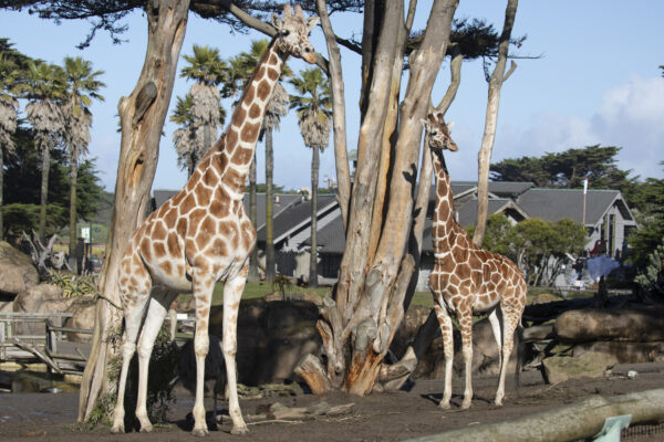 IMG_8160edited1ReticulatedGiraffeBarbroEve-resize
