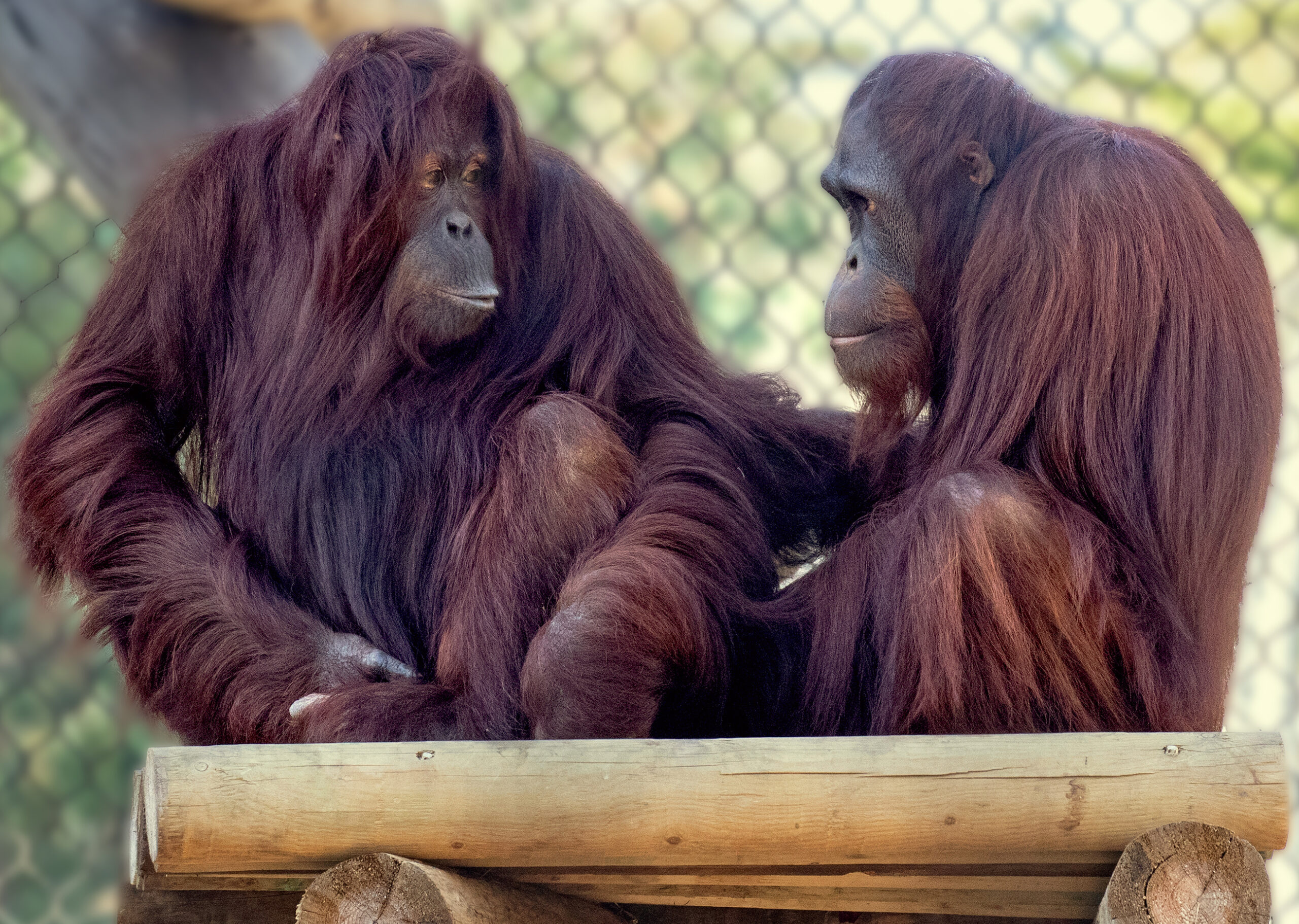 Bornean Orangutan - San Francisco Zoo & Gardens