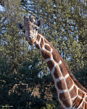 giraffe