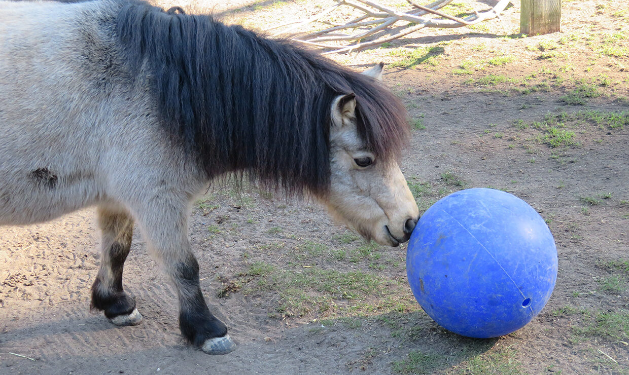 Miniature Horse Carmela copy