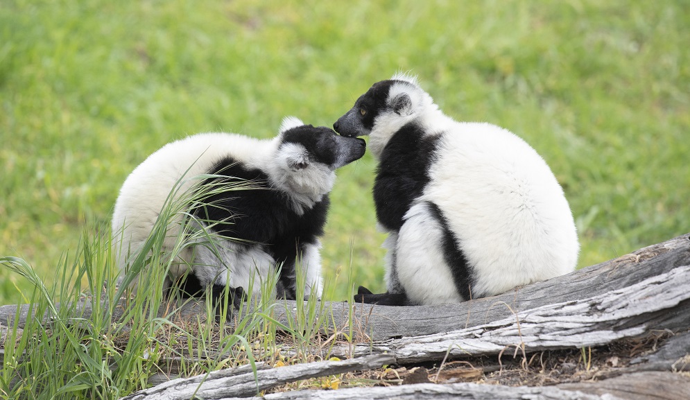 Fascinating Animals at San Francisco Zoo & Gardens