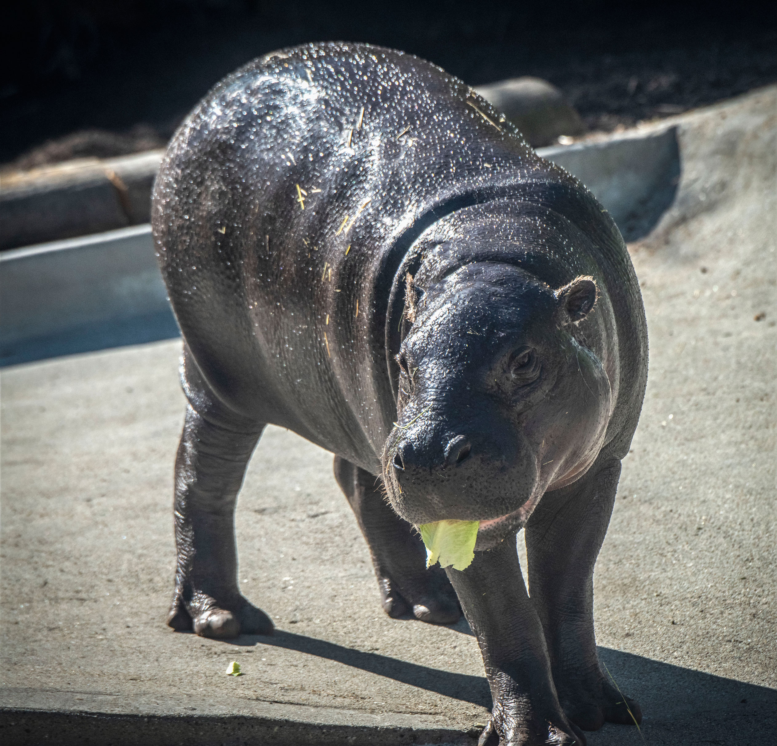 Pygmy Hippopotamus - San Francisco Zoo & Gardens