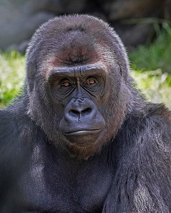 gorilla 1