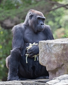 gorilla 2