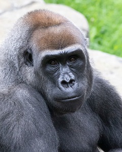gorilla 3