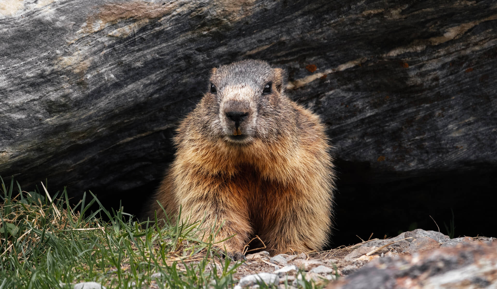 Groundhog_1