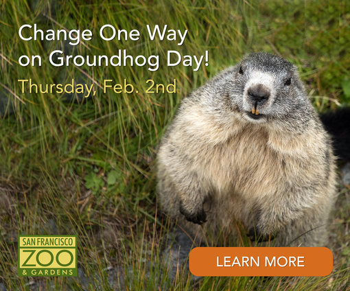 SF Zoo Groundhog Day
