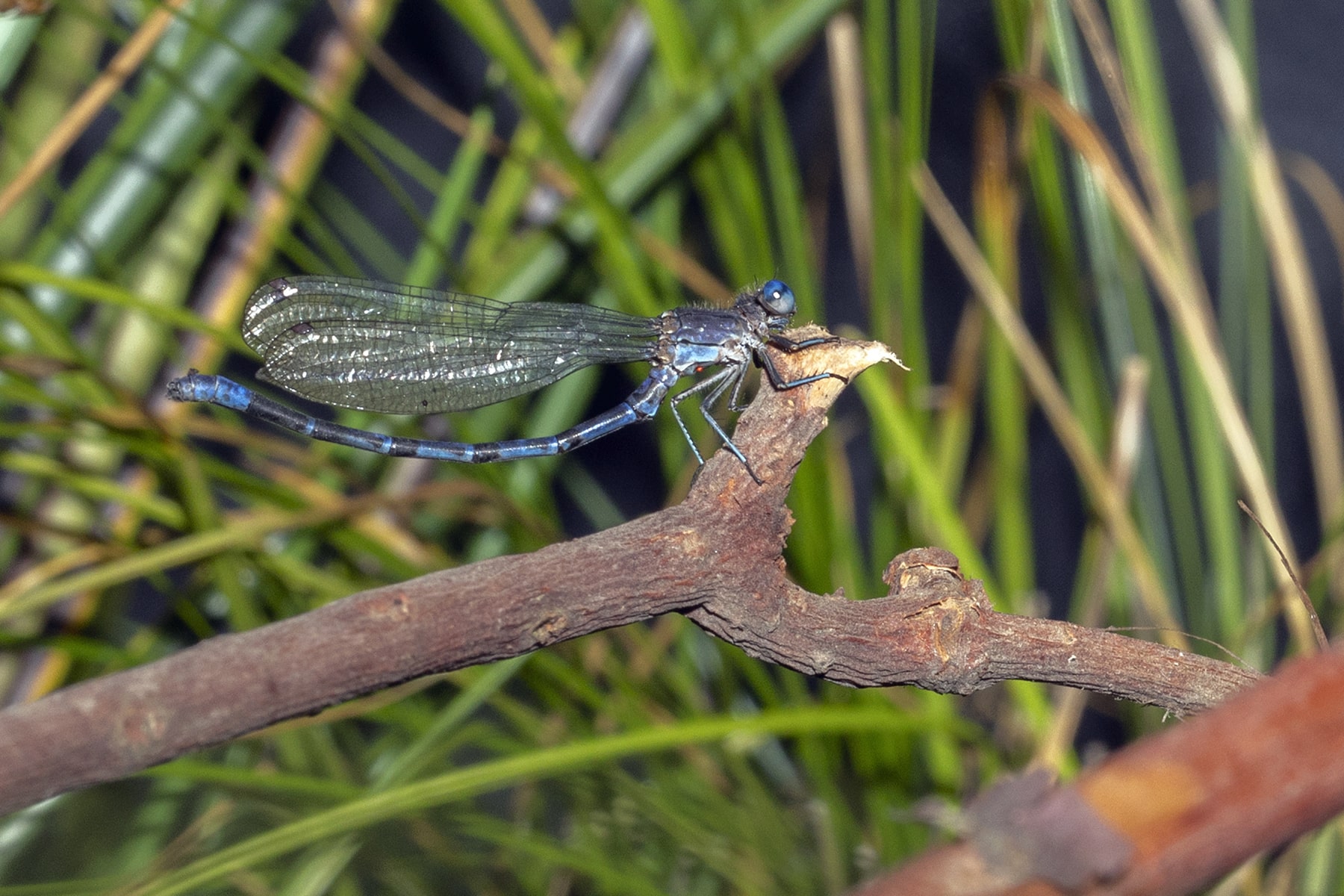 IMG_1221edited1_Argia-vivida_Damselfly_resize-min