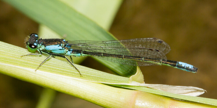 Damselfly