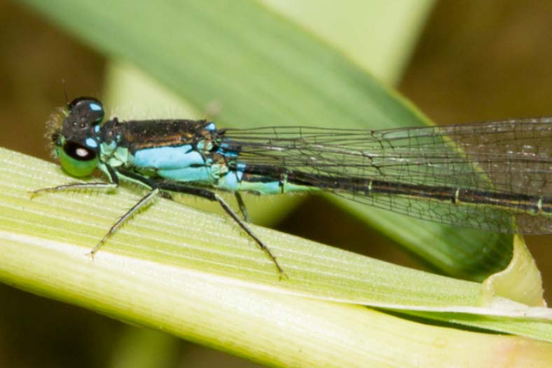 san_francisco_forktail_0159