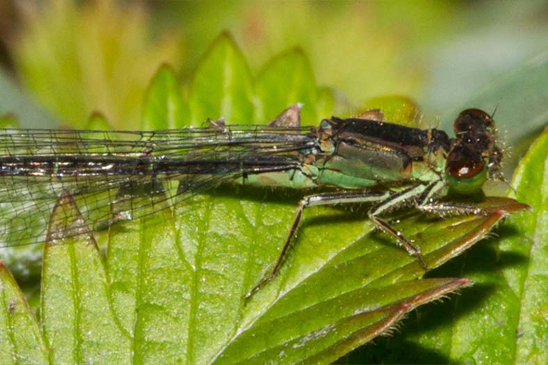 san_francisco_forktail_2