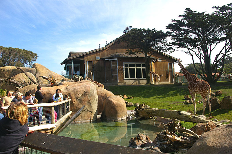 A Day at the Zoo: Visiting San Francisco