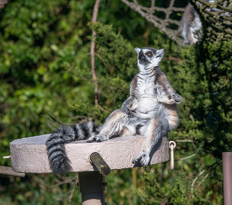 _DSC1879Ring-tailed-Lemur-web