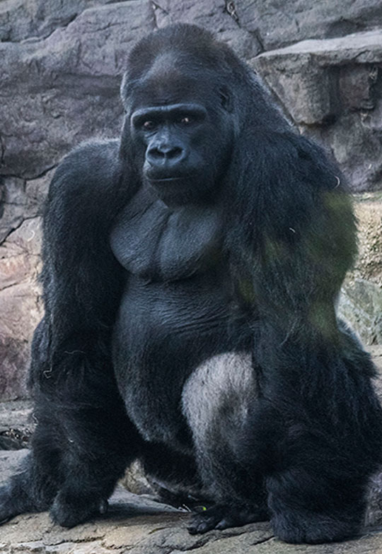 _DSC4031Oscar-Jonesy-540x784