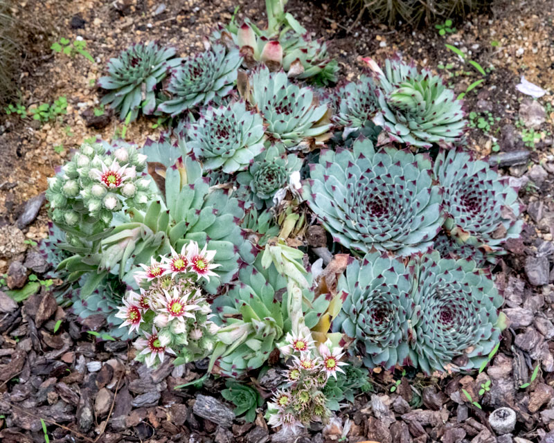 The Diverse Plant Life of SF Zoo’s Gardens