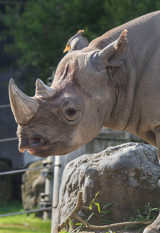 Rhino