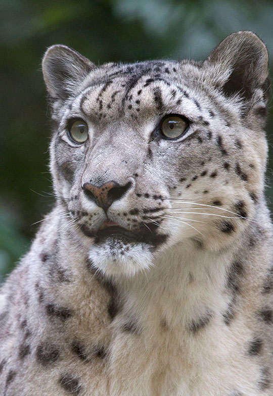 Snow-Leopard