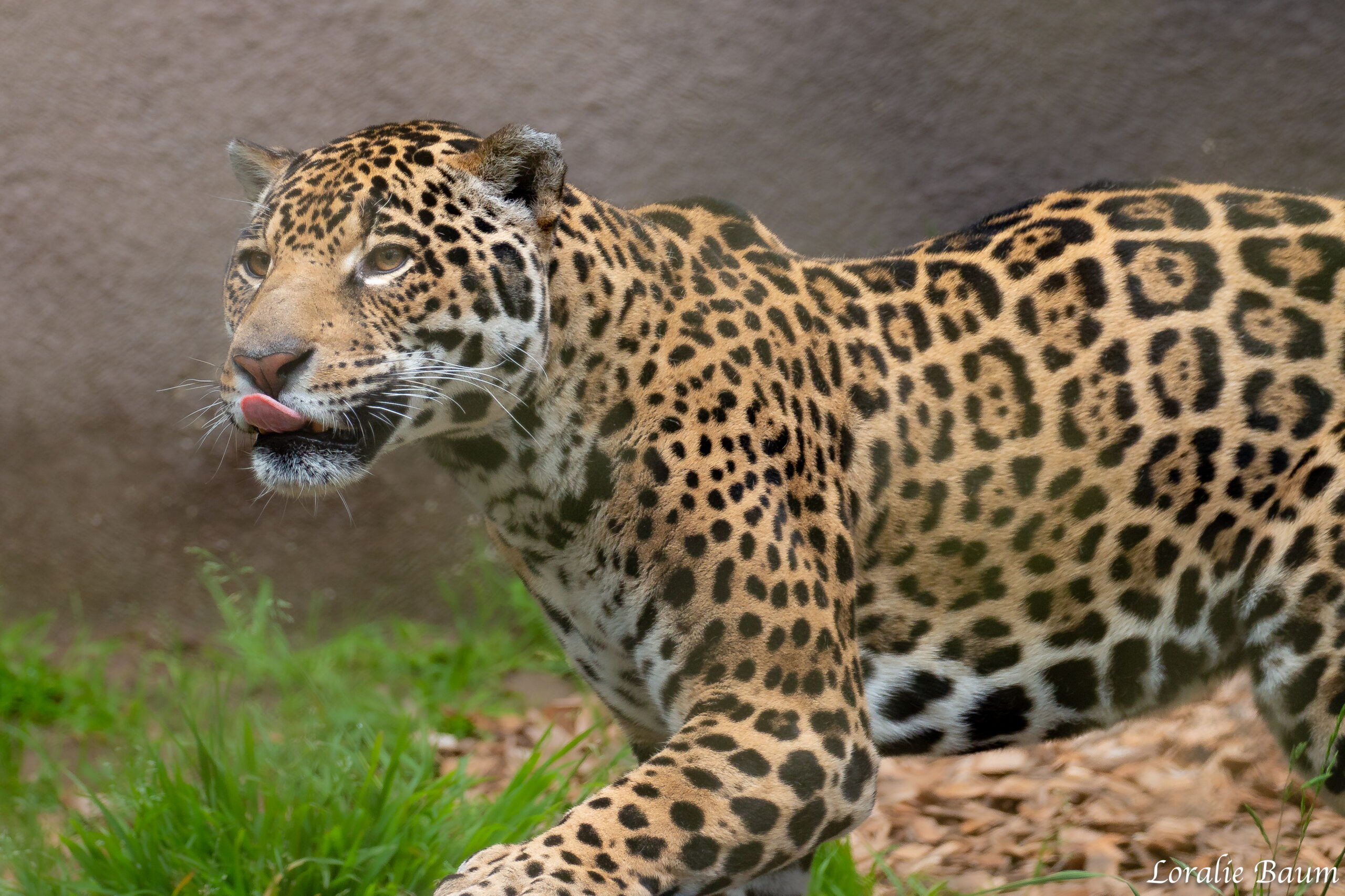 SF Zoo Jaguar- Baum 1