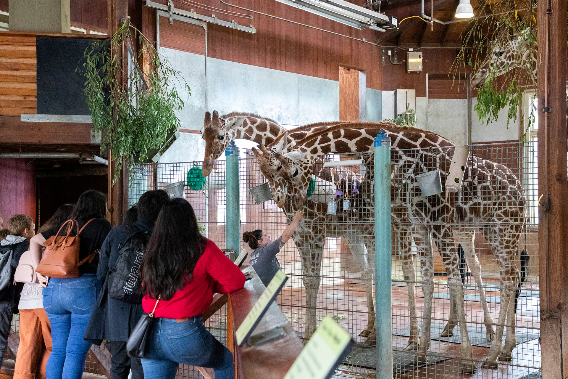 IMG_6498edited1GiraffeAndKeeper-MW 2 SF Zoo Animals