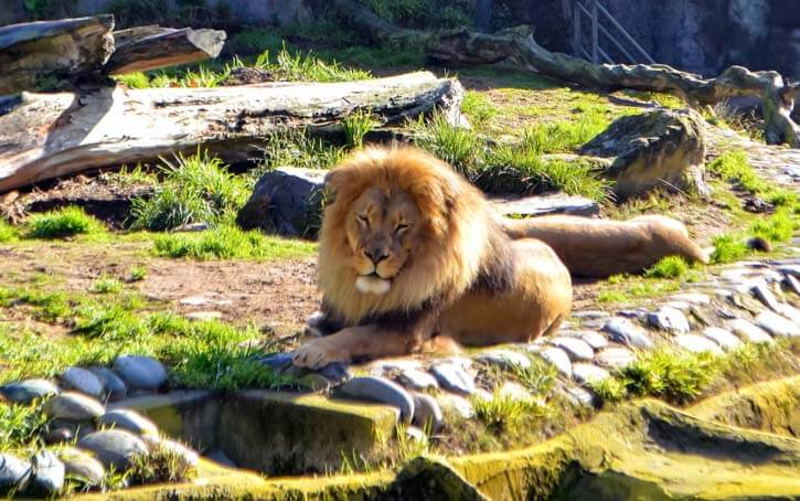 window San Francisco Zoo Lion