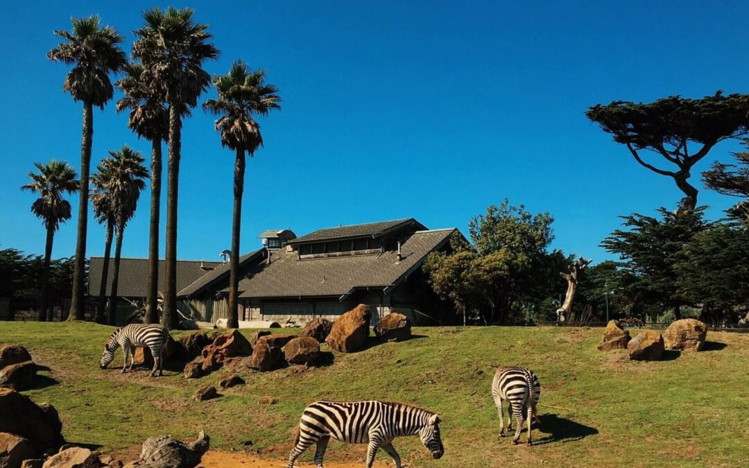 Summer Lovin' at San Francisco Zoo & Gardens