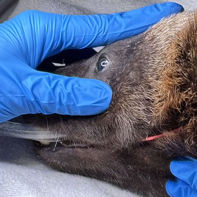 Groundbreaking Eye Surgery Performed on Wolverine at San Francisco Zoo