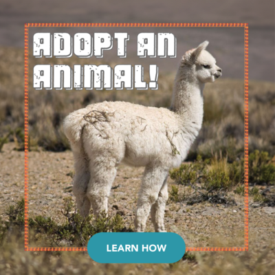 Adopt an Animal