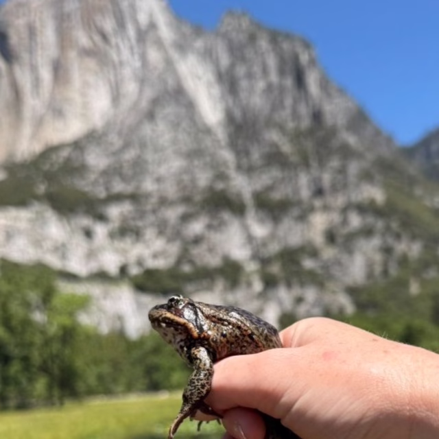 California Red-Legged Frog Recovery Reaches 10-Year Milestone in Yosemite
