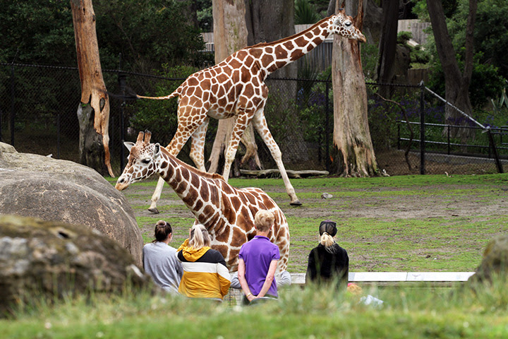 San Francisco Zoo and Gardens: Essential Photography Tips