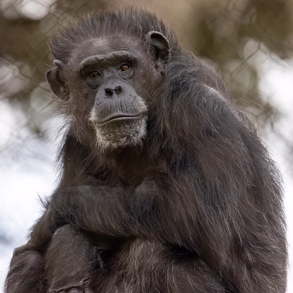 SF Zoo to Transfer Female Chimpanzee to Zoo on the East Coast