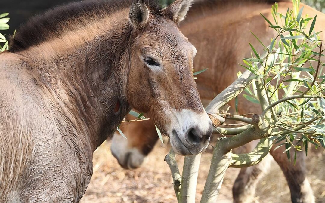 How San Francisco Zoo & Gardens Is Helping Save Endangered Species