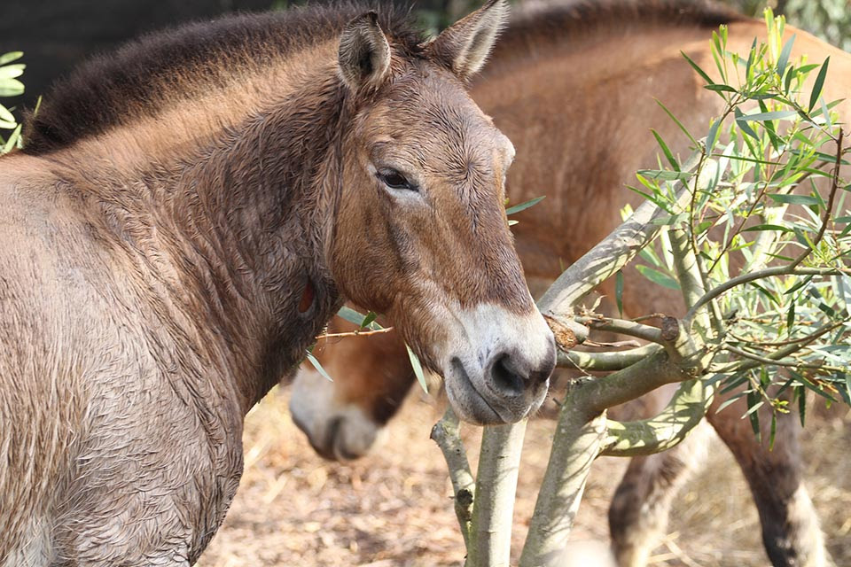 Przewalski's Horse at San Francisco Zoo