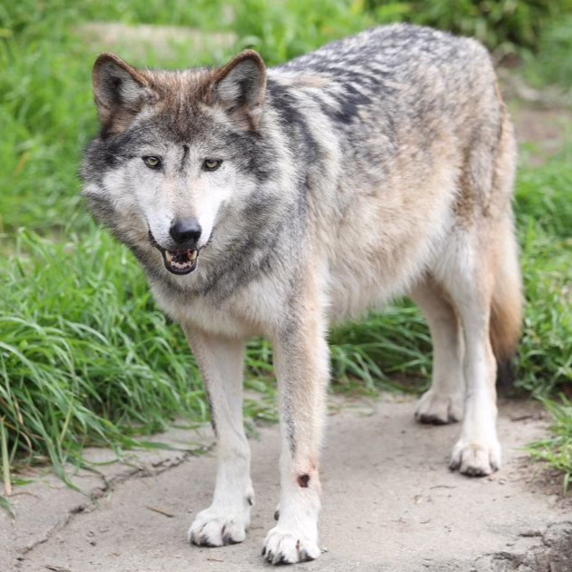Critically Endangered Mexican Gray Wolf at SF Zoo Approved for Breeding; Pups will Eventually Be Released to Wild