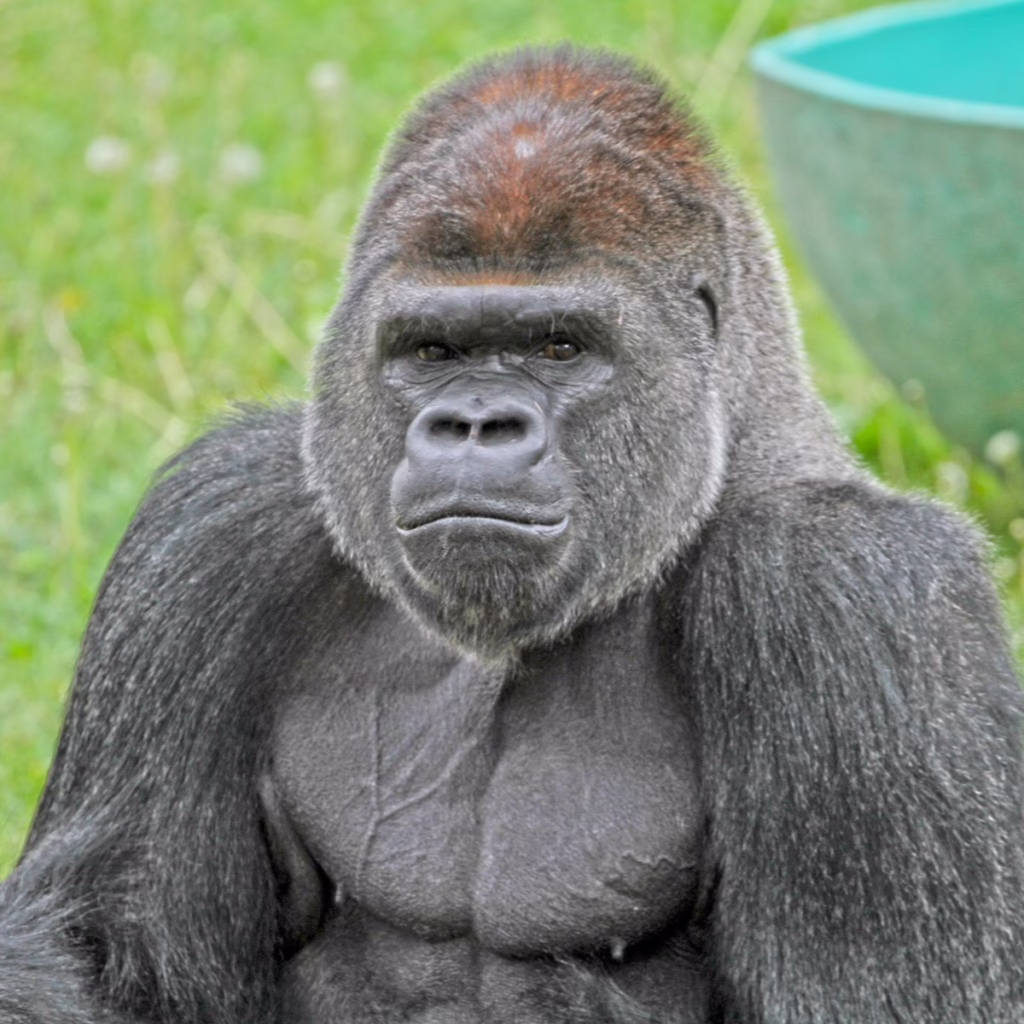 Cecil, the Zoo’s New Silverback Gorilla Officially, Debuts to the Public this Weekend