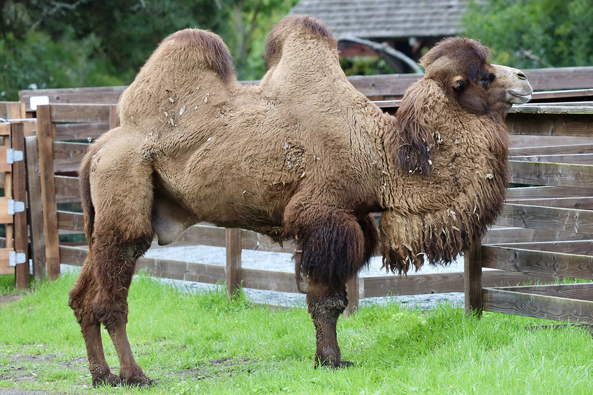 Bactrian_Camel Jan 01 2025_SteveFranks_resize2