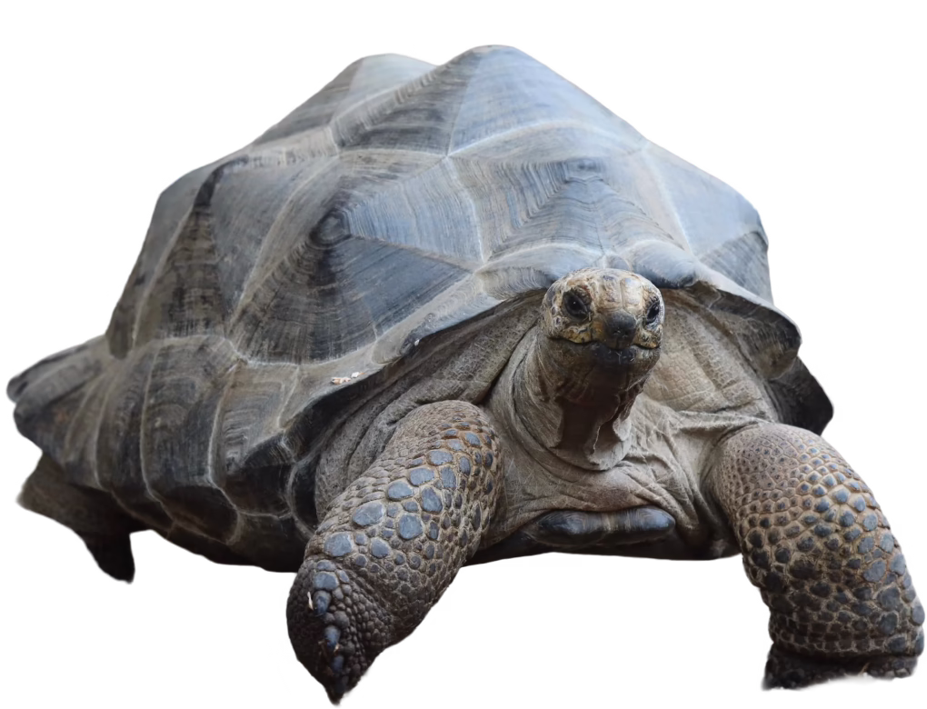 Western Santa Cruz Giant Tortoise